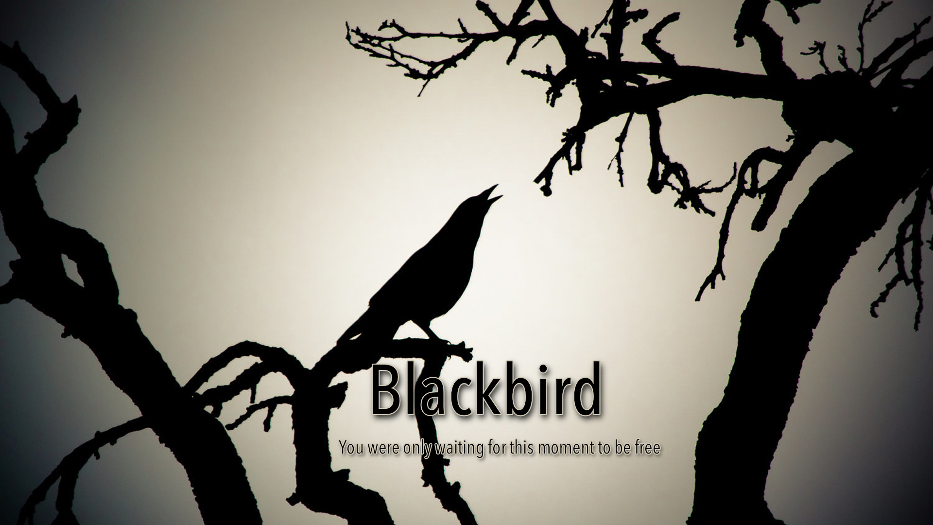 Blackbird The Beatles Goldmine1969 Com